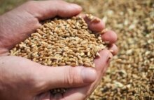 Объем сельхозпроизводства в Казахстане в I квартале снизился на 5,1.