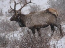 Пятнистых оленей сделают племенными животными