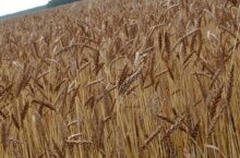 Россия: в Челябинской области в 2009 году зерновые будут посеяны на 1,45 млн. га