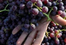 Он рассказал, что из-за запрета России на импорт молдавского вина. Jack daniel s honey