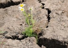 Режим ЧС из-за засухи объявлен уже в 27 регионах России.