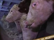 Самарский опыт развития животноводства будут тиражировать.