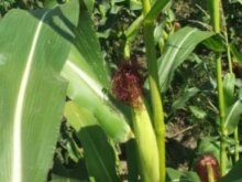 Украина может ежегодно производить более 5 млн. тонн биотоплива