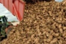 Аграрии уже собрали сахарной свеклы больше, чем в 2010 году Рынки Дело. 