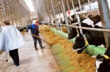 1,5 млрд рублей получил регион на поддержку сельского хозяйства