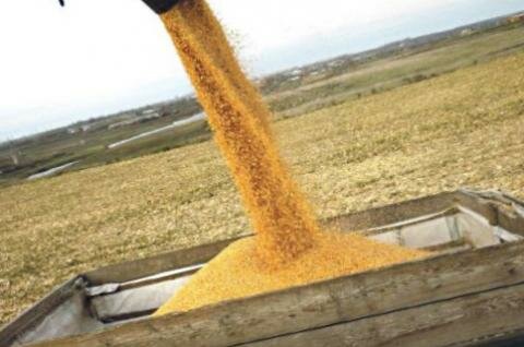 Благоприятные погодные условия на Брянщине позволят завершить уборочную кампанию уже через неделю - Business-rostov.ru