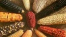 Кукуруза впервые станет основой урожая зерновых