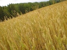 Минагропрод ввел проверку урожая на ГМО