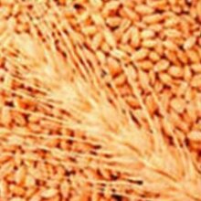 Минимальные цены на зерно при проведении закупочных интервенций