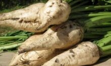 В Рязанской области убрано 97% сахарной свеклы По состоянию