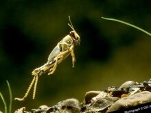 Россия: в Волгоградской области прогнозируется сложная фитосанитарная обстановка