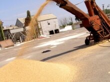 Аграрный фонд Украины закупит в Житомирской области 17 тыс. тонн зерна