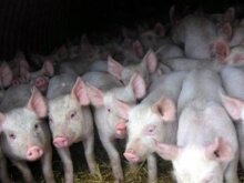 Управления Россельхознадзора по Воронежской и Волгоградской областям