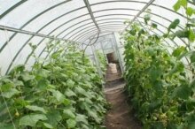 Цивилизованная легальная работа китайских аграриев в Челябинской