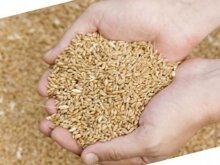 Кабмин не решился снять квоты на вывоз зерна