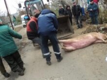 На Ставрополье снят карантин по африканской чуме свиней