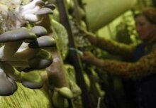 Производство гранулированных грибов откроется в Томской области. 