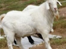 Грузинское вино в россии