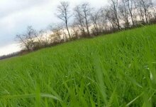 АПК-Информ. в Херсонской области засушливая погода угрожает посевам