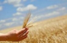 Украина с начала МГ экспортировала 19,4 млн тонн. Россия в 40 годы