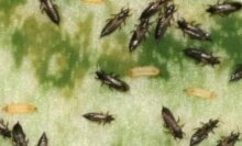 Ввоз зараженных цветов на территорию Хабаровского края предотвратили