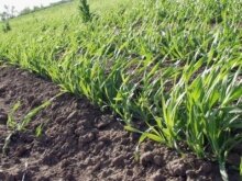 Уборочные работы в Ростовской области набирают темп