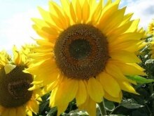 В Украине начался сев подсолнечника