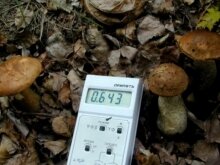 При контроле радиоактивной загрязненности кормов и пищевой продукции обнаружено превышение цезия