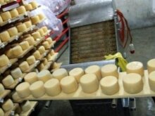 В Турции производства смогут выпускать сыр из российского молока. 