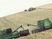 Россия в ближайшее время может ввести запрет на экспорт зерна. 