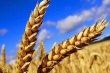 Продаю пшеницу продовольственную на экспорт