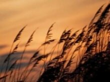 Путин распорядился начать распределение зерна из интервенционного фонда