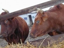 В Иркутской области с начала года увеличилось поголовье свиней