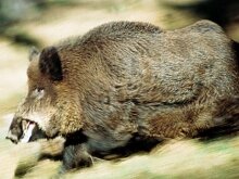 От домашних свиней отличаются более высоким (до 1 м) ростом