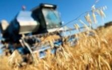 Благоприятные погодные условия на Брянщине позволят завершить уборочную кампанию уже через неделю